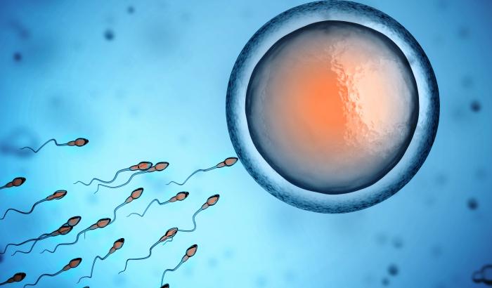 sperm and egg cell