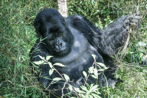 Un gorille des montagnes, au Parc national des Volcans au Rwanda, le 29 octobre 2021