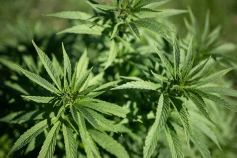 Die älteste Cannabispflanze der Welt stammt womöglich nicht aus China, sondern aus Sachsen-Anhalt. Zumindest wirft ein Sammlungsfund aus der Urzeit laut dem Museum für Naturkunde in Berlin diese Frage auf.