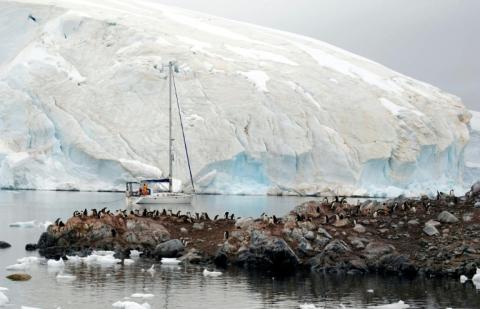 Polarforscher haben wegen der Ausbreitung der Vogelgrippe in der Antarktis Alarm geschlagen. Eine besonders gefährliche Variante des Virus sei in der Lage, 100 Prozent der infizierten Tiere zu töten.