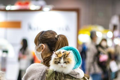Une startup japonaise a déposé une demande d'homologation pour un nouveau traitement contre l'insuffisance rénale chronique chez le chat