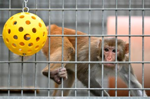 Un macaque rhésus dans le centre de primatologie du CNRS le 6 novembre 2025, à Rousset dans les Bouches-du-Rhône