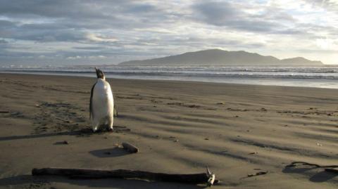 Un manchot empereur au nord de Wellington, en Nouvelle-Zélande, à quelque 3 000 kilomètres de son habitat en Antarctique, le 20 juin 2015
