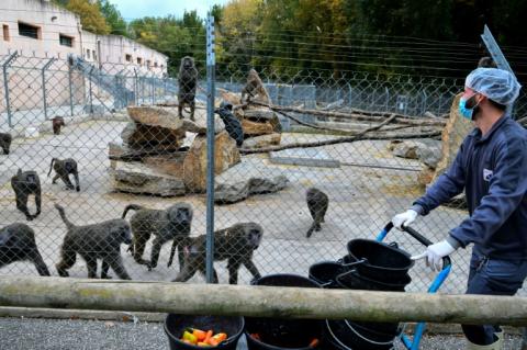 Un employé nourrit des babouins Anubis dans le centre de primatologie du CNRS le 6 novembre 2025, à Rousset dans les Bouches-du-Rhône