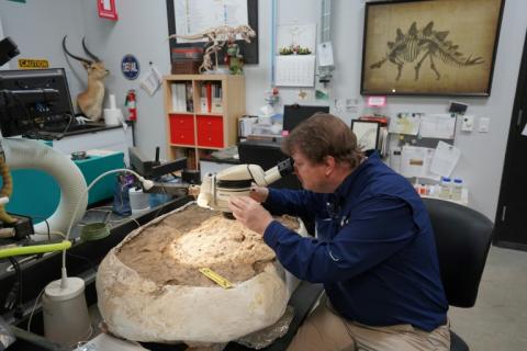 David Temple, conservateur du département de paléontologie au musée des Sciences naturelles de Houston, travaille dans son laboratoire, le 1er mai 2024 au Texas