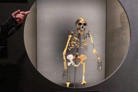 Der berühmte Urmensch Lucy hatte womöglich wirklich einen Nachbarn: Neu entdeckte Fossilien in Äthiopien haben Forscher in der These bestärkt, dass es damals noch andere Frühmenschen gab.