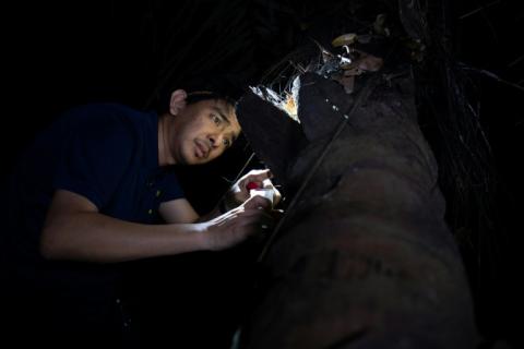 L'entomologiste Cristian Lucanas recherche des cafards sur l'écorce d'un cocotier sur le campus de l'université des Philippines à Los Banos, le 18 février 2026