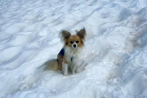 Sie begegnen einem auf der Straße: Kleine Hunde, die extra flauschig und niedlich aussehen - aber auch sie haben wahrscheinlich etwas Wolf in sich. Dies ist jedenfalls das Ergebnis einer Studie von US-Wissenschaftlern.