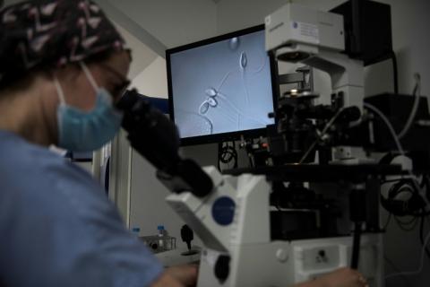 Sélection des spermatozoïdes à traiter pour une procédure de procréation médicalement assistée (PMA) au centre de fertilité du Groupe Hospitalier Diaconesses Croix Saint-Simon, à Paris, le 25 octobre 2022