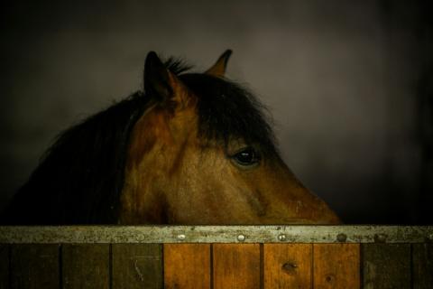 Les chevaux sentent l'odeur de la peur chez les humains et deviennent eux-mêmes plus vigilants en présence de ce signal chimique