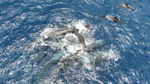 Photo prise le 8 juillet 2023 au large de l'île antillaise de la Dominique et diffusée par le projet CETI, montrant une femelle cachalot tenant un baleineau nouveau-né hors de l'eau jusqu'à ce qu'il soit capable de nager seul