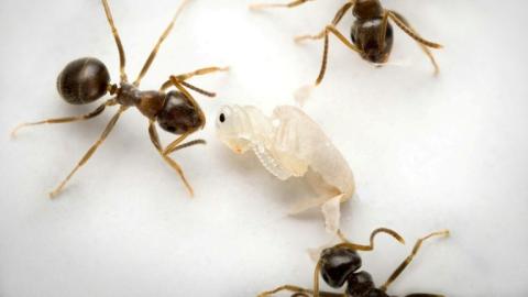 Sur cette photo prise en 2016 au laboratoire de l'Institut des sciences et technologies d'Autriche (ISTA) à Klosterneuburg, des fourmis ouvrières adultes tuent une chrysalide infectée de façon terminale à l'intérieur de son cocon